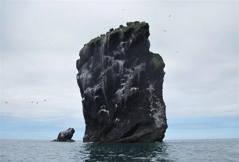 Котики, нерпы и морские пейзажи